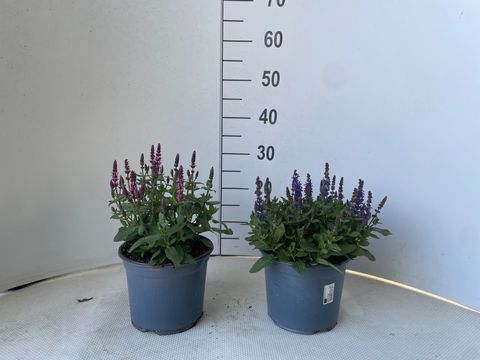 Salvia nemorosa