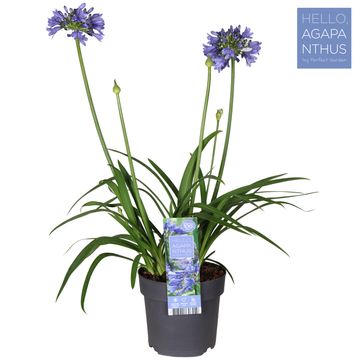 Agapanthus EVERPANTHUS EVER SAPPHIRE