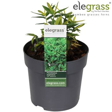 Pleioblastus pygmaeus distichus