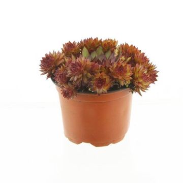 Sempervivum 'Othello'
