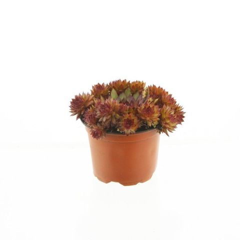 Sempervivum 'Othello'
