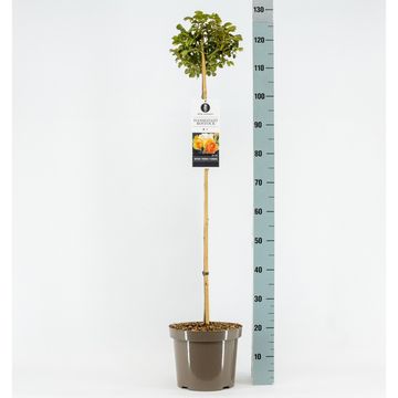 Rosa HANSESTADT ROSTOCK