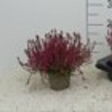 Calluna vulgaris 'Marlies'