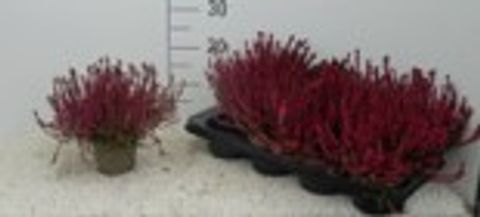 Calluna vulgaris 'Marlies'