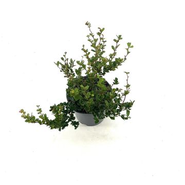 Berberis darwinii