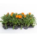 Gazania rigens NEW DAY CLEAR ORANGE