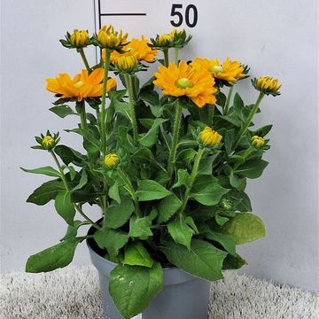 Rudbeckia hirta 'Amarillo Gold'