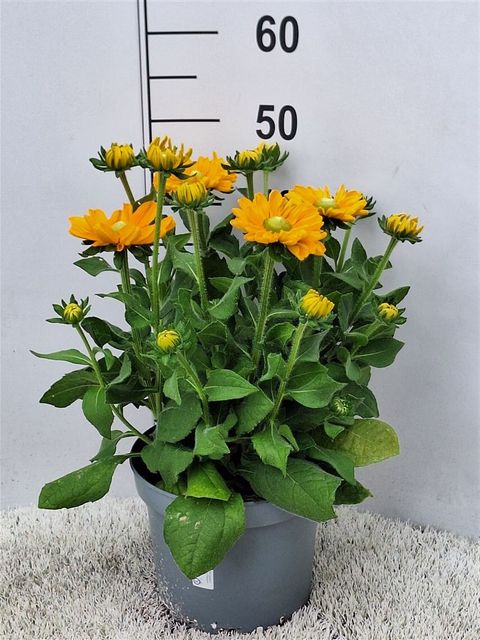 Rudbeckia hirta 'Amarillo Gold'