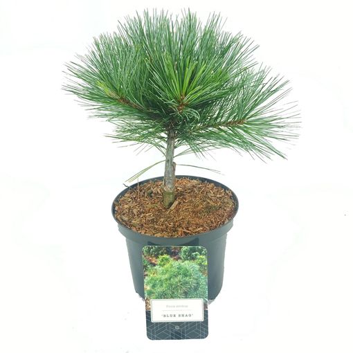 Pinus strobus 'Blue Shag'