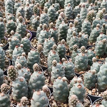 Tephrocactus strobiliformis