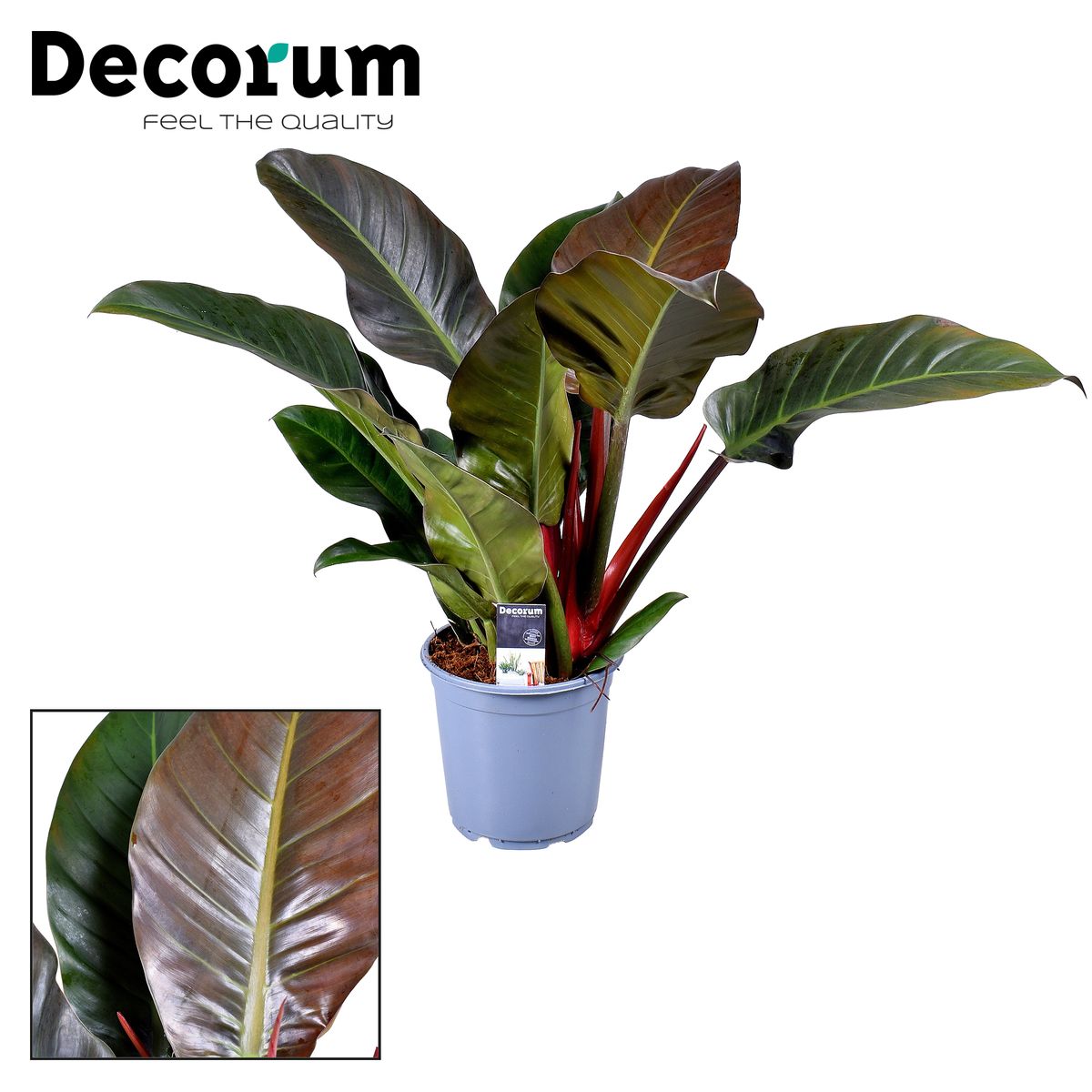 philodendron moss pole Philodendron painted lady on a moss pole- ONLY AVAILABLE AT ORANGE BLO –  Scott's Exotic Plants