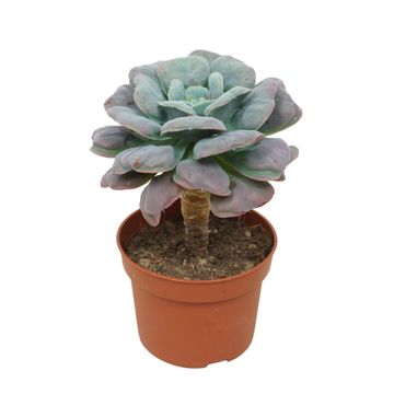 Echeveria 'Blue Heart'