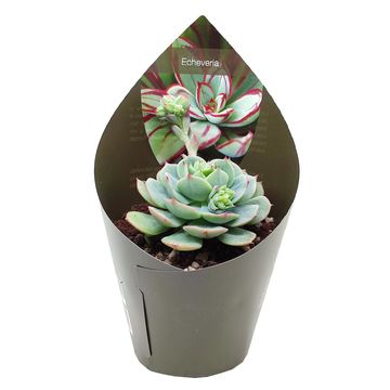 Echeveria 'Clair de Lune'