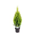 Thuja occidentalis GOLDEN SMARAGD