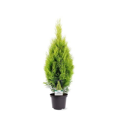 Thuja occidentalis GOLDEN SMARAGD