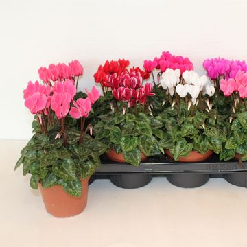 Cyclamen persicum SUPER SERIE CARINO MIX