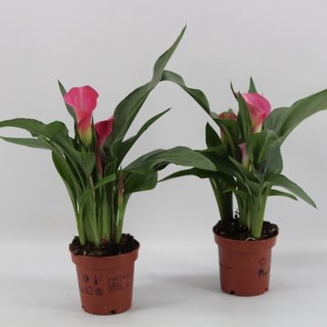 Zantedeschia 'Garnet Glow'