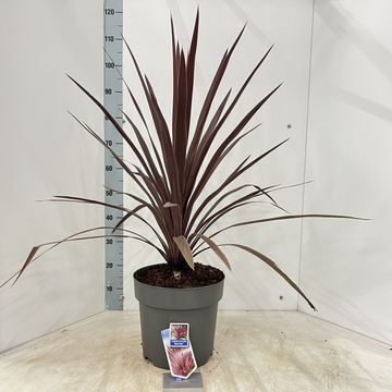 Cordyline australis 'Red Star'