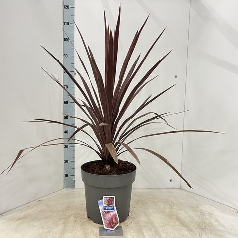 Cordyline australis 'Red Star'