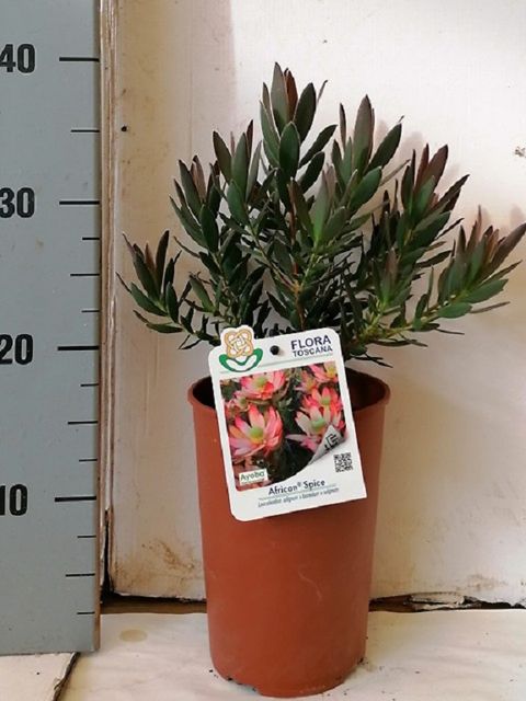 Leucadendron 'African Spice'