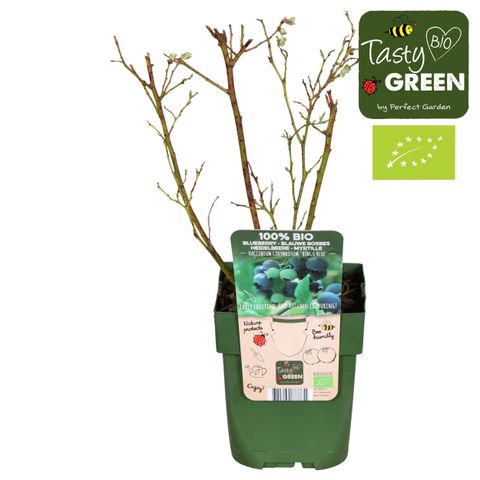 Vaccinium corymbosum 'Bingo Blue'