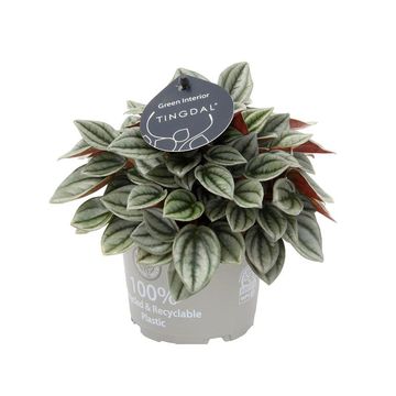 Peperomia caperata 'Napoli Nights'