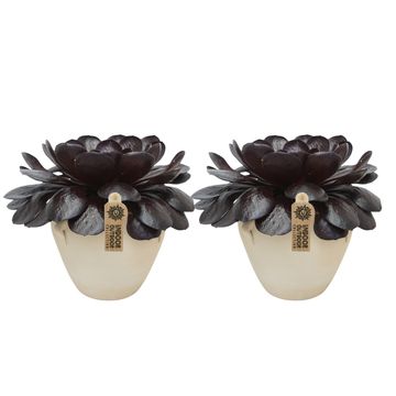 x Semponium 'Destiny'