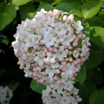 Viburnum carlcephalum