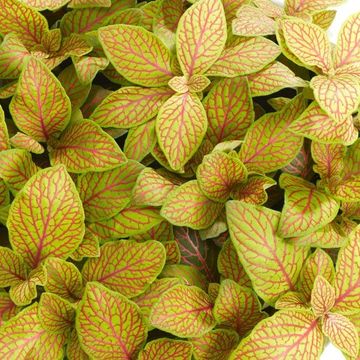 Fittonia MOSAIC SKELETON