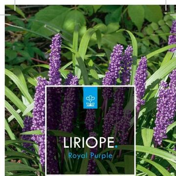 Liriope muscari 'Royal Purple'