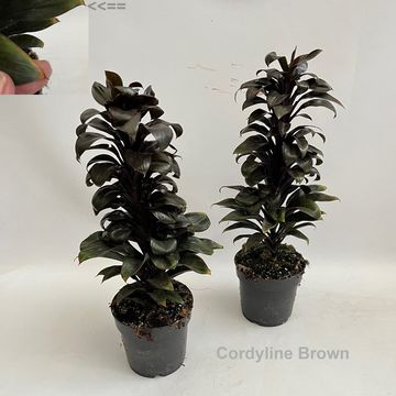 Cordyline BROWN