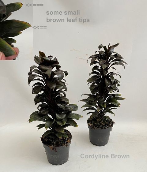 Cordyline BROWN