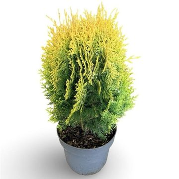 Thuja occidentalis 'Aurea Nana'