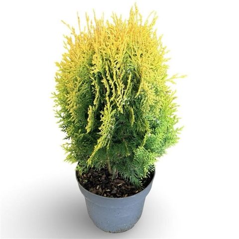 Thuja occidentalis 'Aurea Nana'