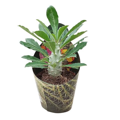 Pachypodium densiflorum