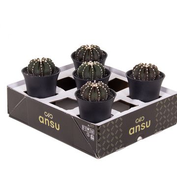Gymnocalycium BLACK