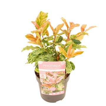 Photinia serratifolia PINK CRISPY