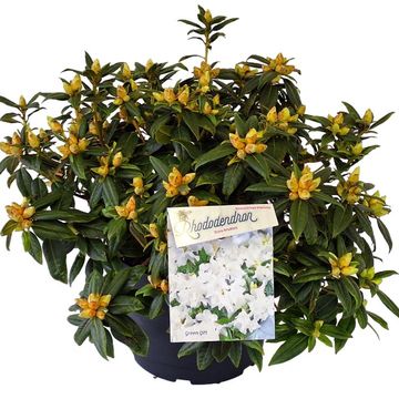 Rhododendron 'Дора Аматеис'