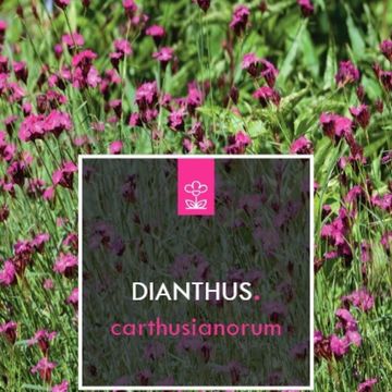 Dianthus carthusianorum