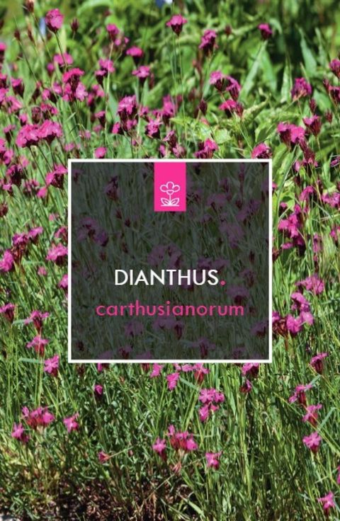 Dianthus carthusianorum