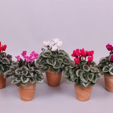 Cyclamen persicum SUPER SERIE S PICASSO MIX