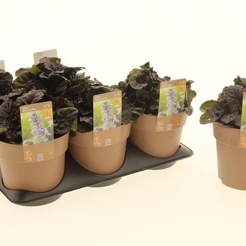 Ajuga reptans BLACK SCALLOP