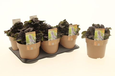 Ajuga reptans BLACK SCALLOP