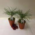 Pinus sylvestris
