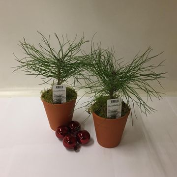 Pinus sylvestris