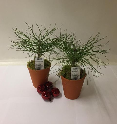Pinus sylvestris