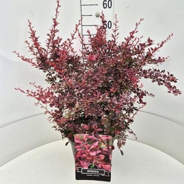 Berberis thunbergii 'Rose Glow'