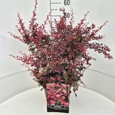 Berberis thunbergii 'Rose Glow'