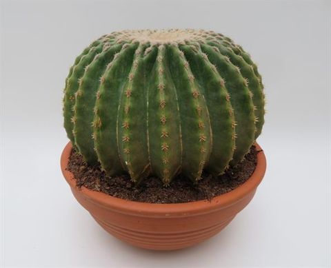 Echinocactus grusonii nudum