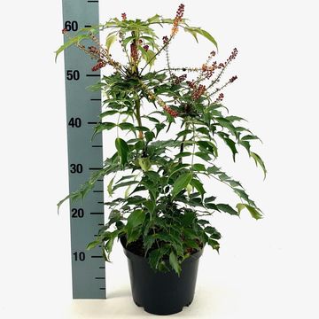 Mahonia 'Cabaret'